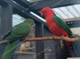Australian king parrots