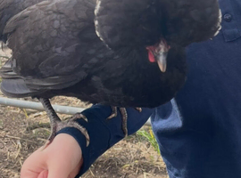 6 x Bantam Polish Hatching Eggs