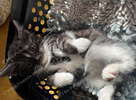 Stunning kittens