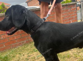 Beautiful lab x