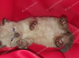 4beautiful burmese cross tabby kittens