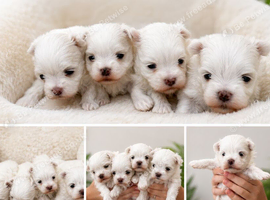 Korean Maltese puppies for sale
