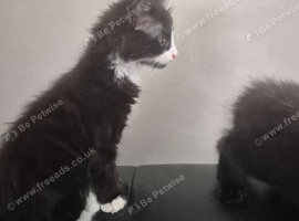 Two male kittens available