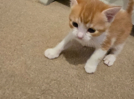 4 kittens looking for forever loving home