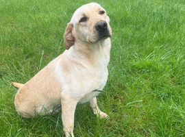 Female Labrador for sale