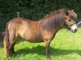 Registered miniature Shetland filly