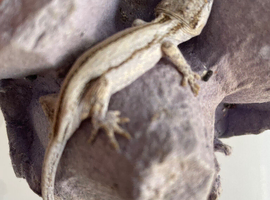Hatchling Gargoyle gecko