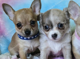 Long & short coat chihuahuas READY NOW