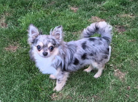 PROVEN CHIHUAHUA STUD