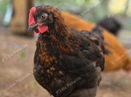 Black Copper Maran cockerel