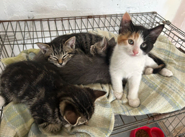 Friendly cute kittens for sale