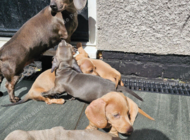 KC registered miniature Dachshund- Ready to leave now!