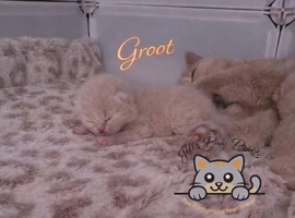 Pedigree British Shorthairs 1 cream boy left!