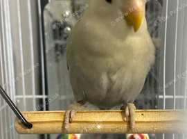 love bird samy thamed multi blue mix colour very healthy and active