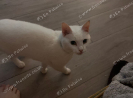 Beautiful cat called Rosie