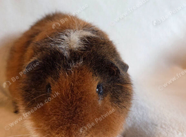 Teddy Boars available