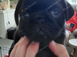 Pure bred pug puppies for sale