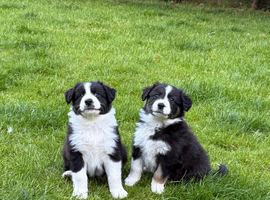 Border Aussie puppies