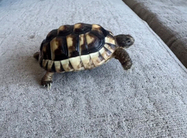 Herman tortoise for rehoming &pound;50