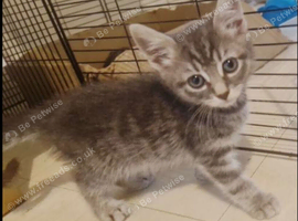Beautiful tabby kitten