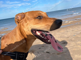 1 year old Joey mixed breed