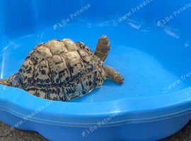 Leopard Tortoise
