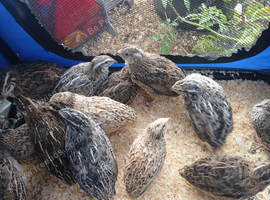 Quail hatching eggs and eating eggs