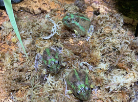 Chaco Horned Frogs (Chacophrys pierottii) at Birmingham Reptiles