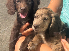 F1 Sprocker Spaniel puppies ( READY NOW )