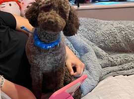 STUD - Gorgeous KC Choc Miniature poodle