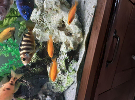 Red zebra / orange malawi for sale all sizes