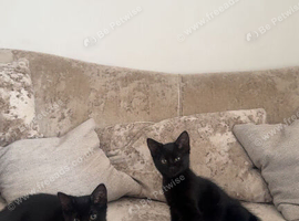 Kittens!