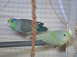 1 year old pair