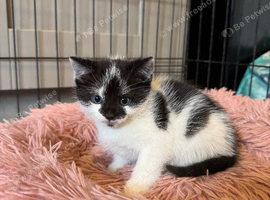 2 kittens