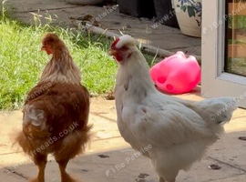 Cockerel&rsquo;s
