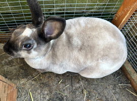 Mini Rex rabbit