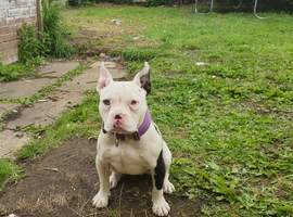 Female pocket bully abkc