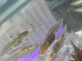 2 baby axolotls about 1.5 inch