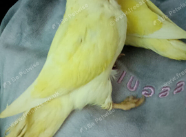 hand reared love birds