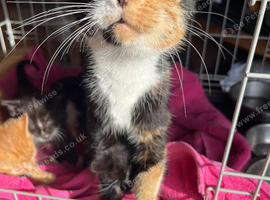 Kittens