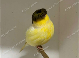 2 pairs of gloster canaries