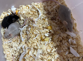 Female mice
