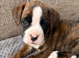 9 Beautiful Boxer Puppies