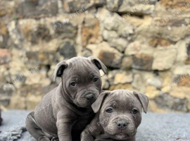 Gorgeous Registered Blue Staffordshire Bull Terriers