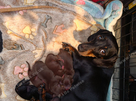 Miniature Dachshund Smooth Puppies