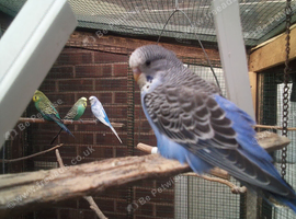 Baby budgies