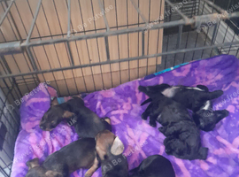 Wire haired dachshund/teckle