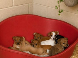 Miniature Jack Russell puppies