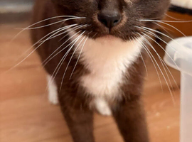 Beautiful Female Kitten