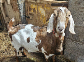 Anglo Nubian-cross nanny goat